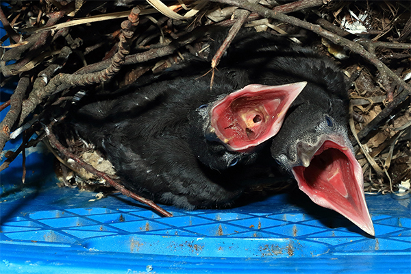 corbi nou-născuți