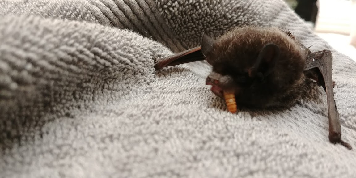 Stay Safe & Enjoy our Bat Friends - Wildlife Rescue Association of BC