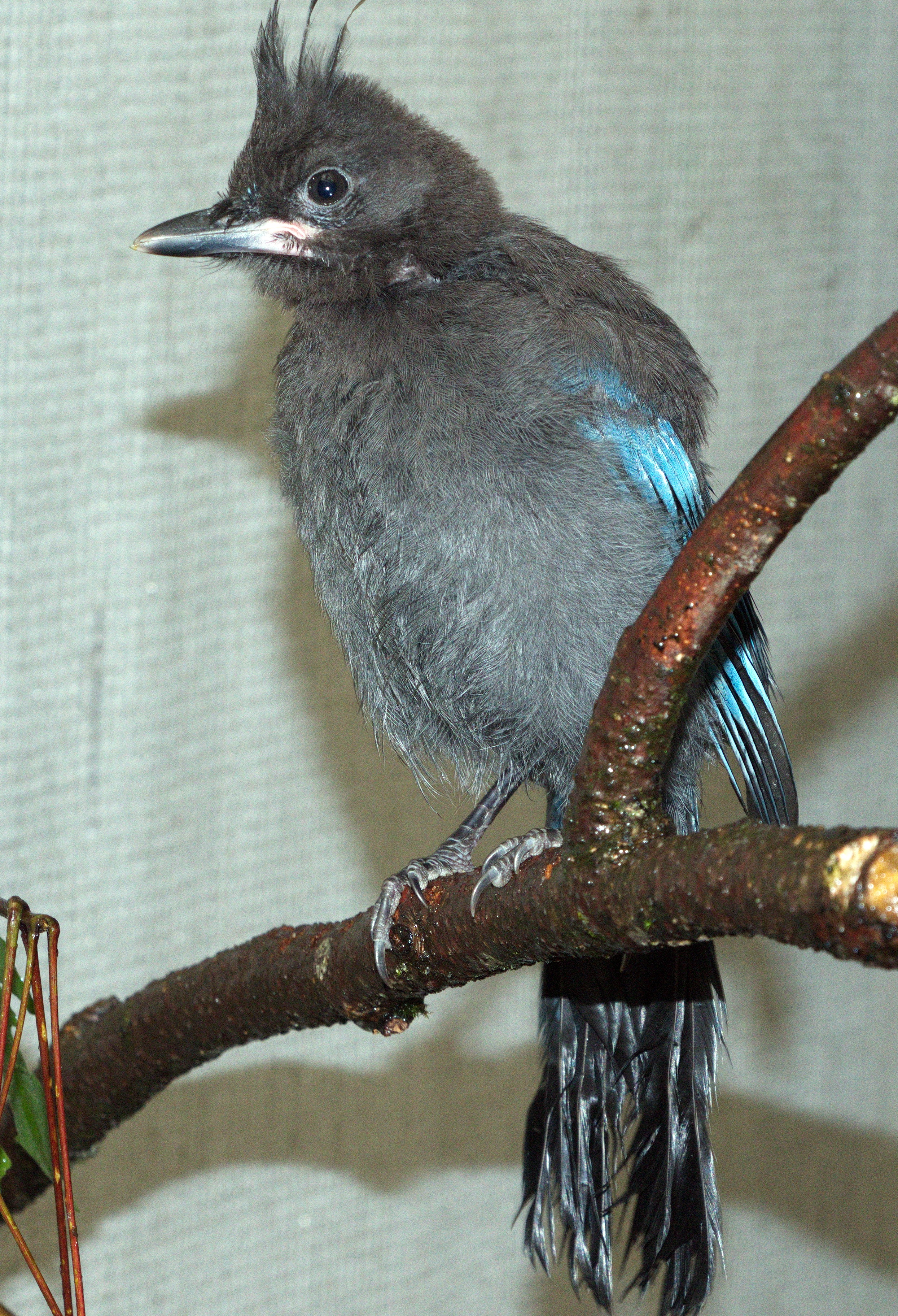 What to do if you find a baby bird; plus, baby Steller's Jay