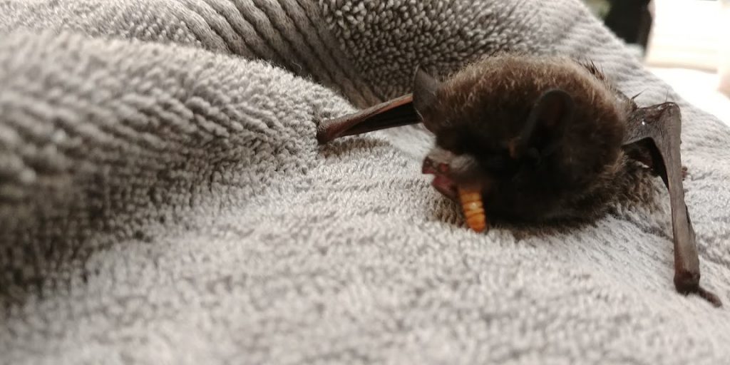 Learn to Co-Exist With Bats! - Wildlife Rescue Association of BC