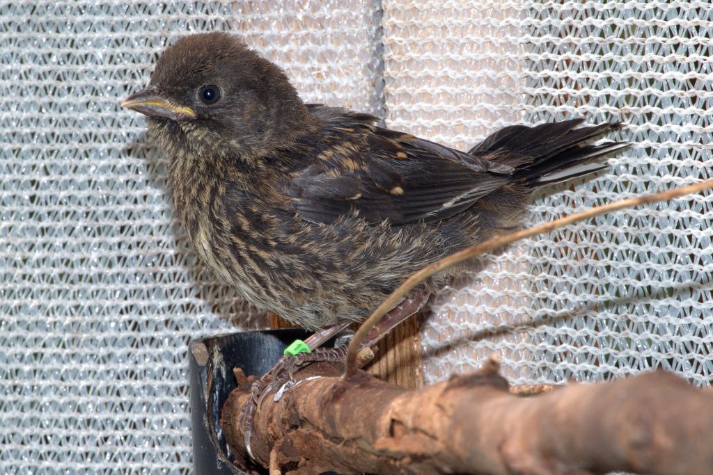 spotted-towhee-survives-nest-disturbance-wildlife-rescue-association