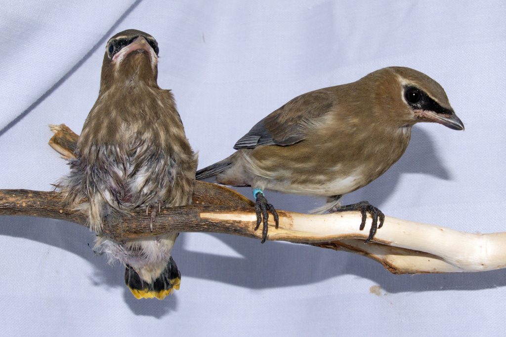 wildlife rescue birds adult cincinnati