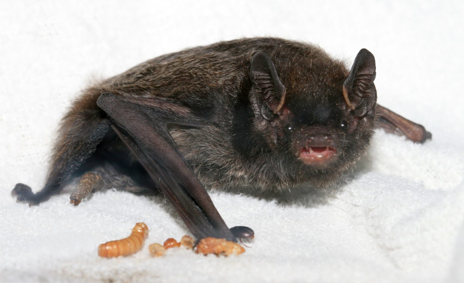 Bat Hibernation Wildlife Rescue Association Of BC   Silver Haired Bat 2 1536x936 