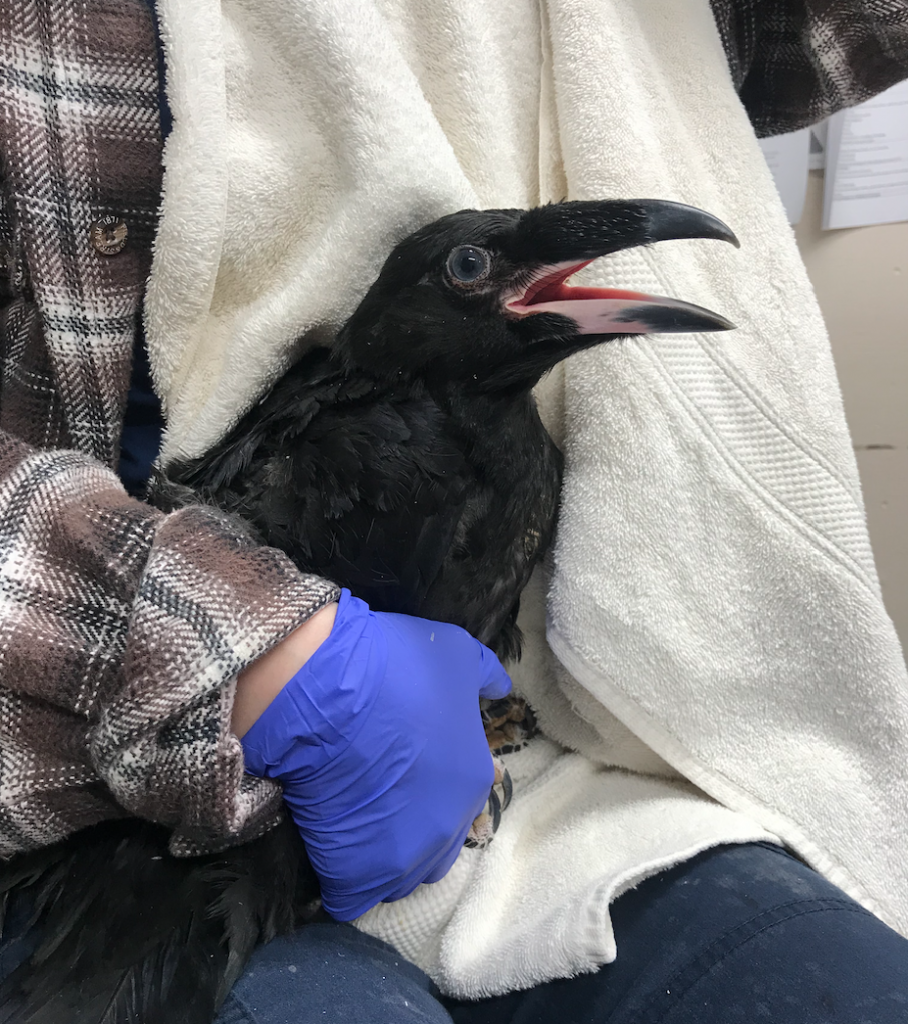Fledgling Raven Reunited with Family - Wildlife Rescue Association of BC