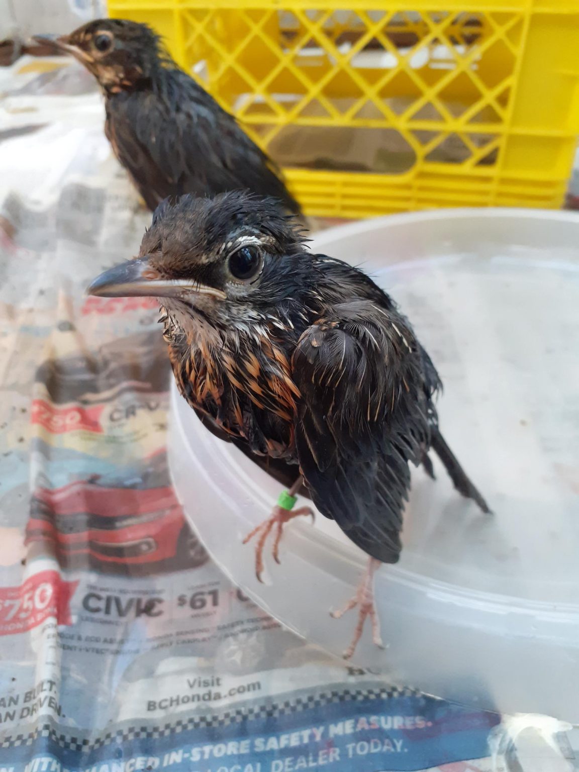 helping-wildlife-during-a-heatwave-wildlife-rescue-association-of-bc