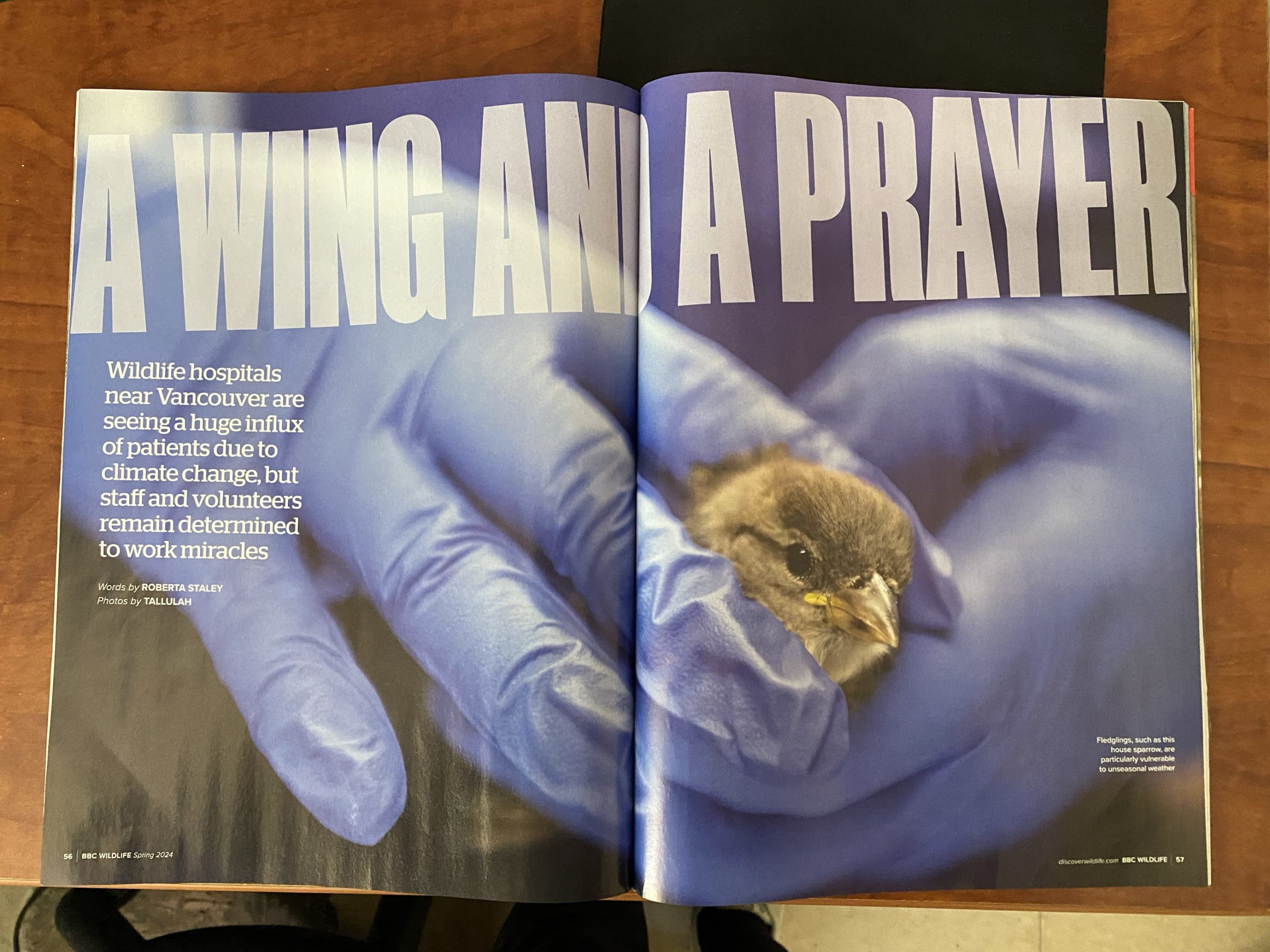 Wildlife Rescue in the News!