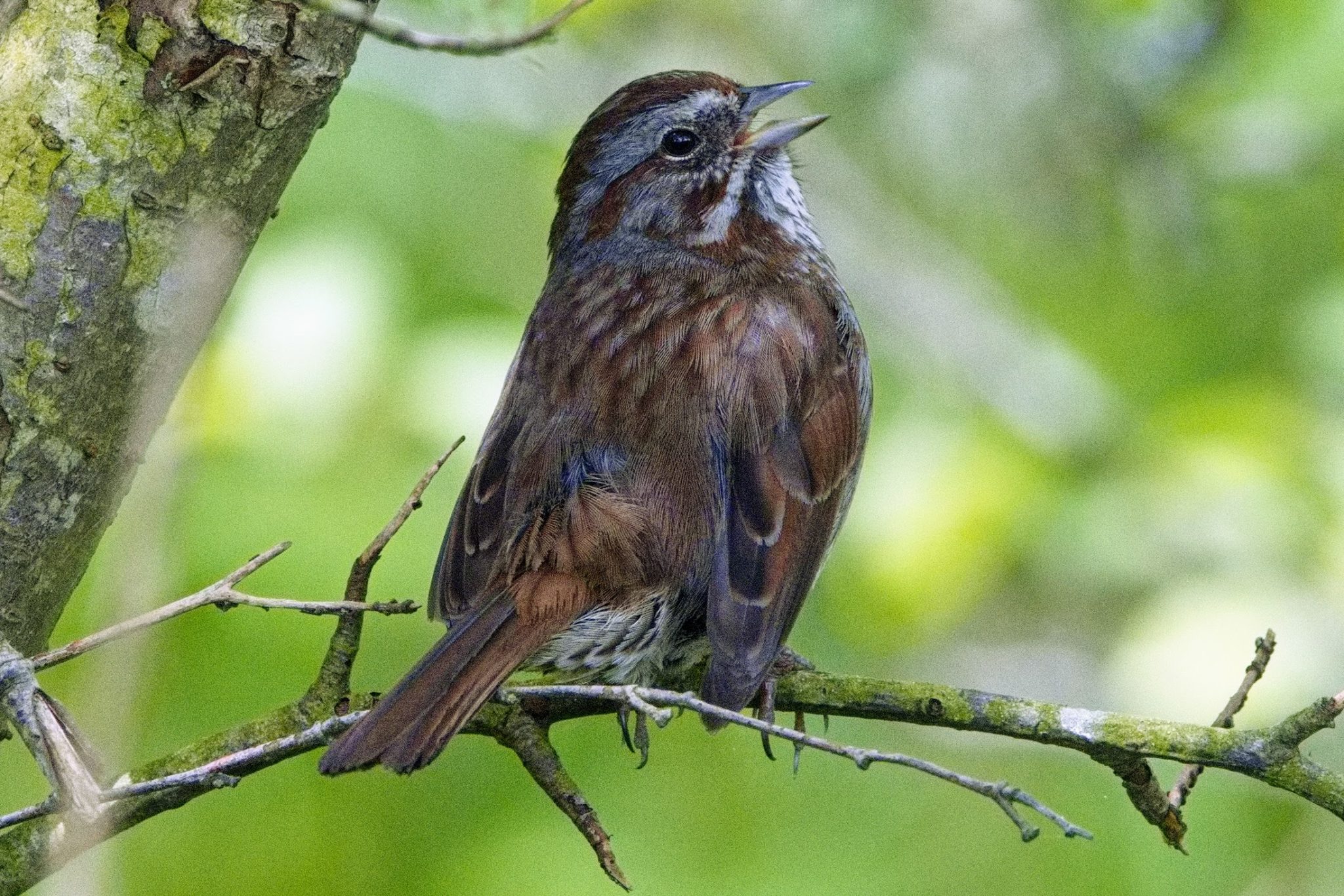 How Extreme Heat Impacts Wildlife - Wildlife Rescue Association of BC