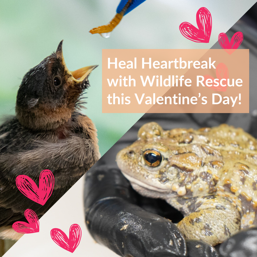 Healing Heartbreak with Wildlife Rescue