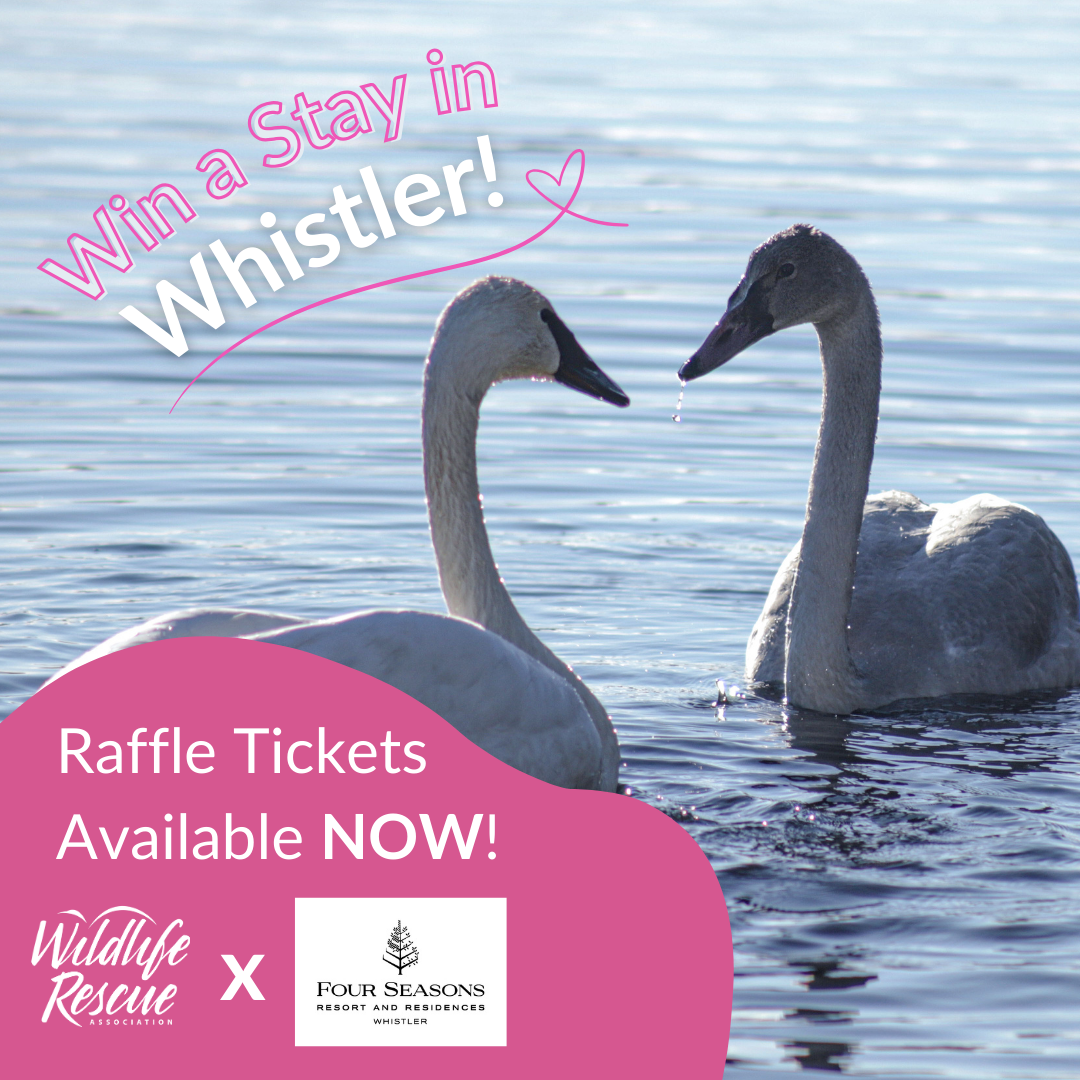 Support Wildlife and Win a Whistler Getaway!